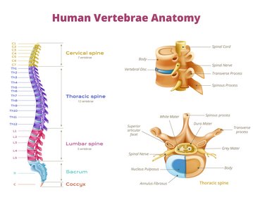 Anatomie der menschlichen Wirbelsäule, einschließlich der Hals-, Brust- und Lendenwirbel sowie Details zu Wirbelkörpern und Nervenstrukturen.